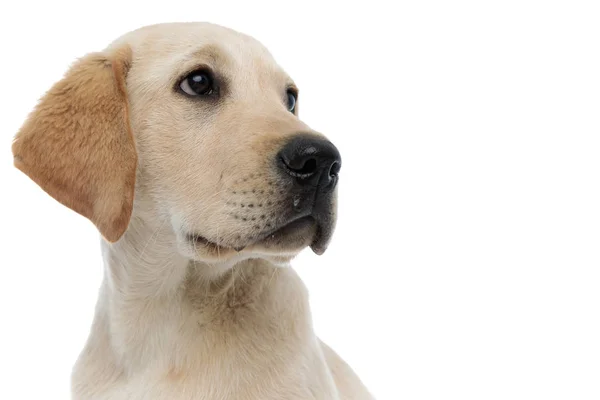Side view of a labrador retriever's face looking up — Stock Photo, Image