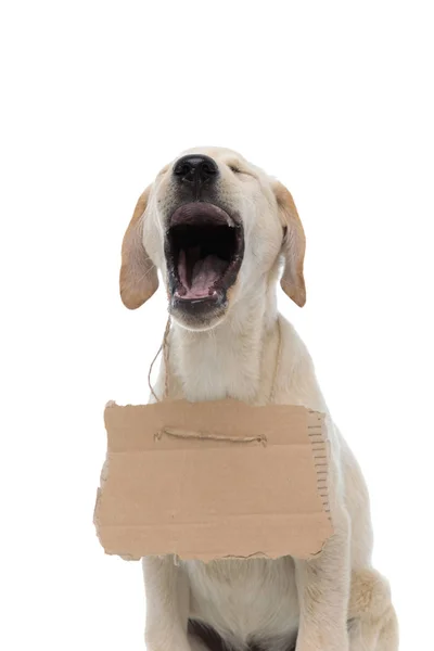 Desperate homeless labrador retriever is screaming loud — Stock Photo, Image