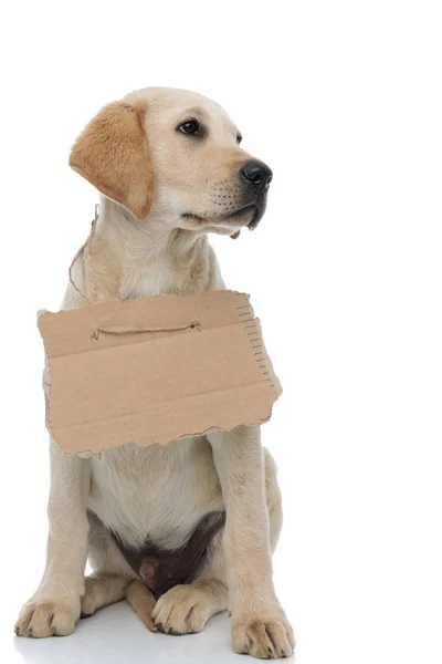 Lindo sin hogar labrador retriever cachorro usando cartel en su cuello — Foto de Stock
