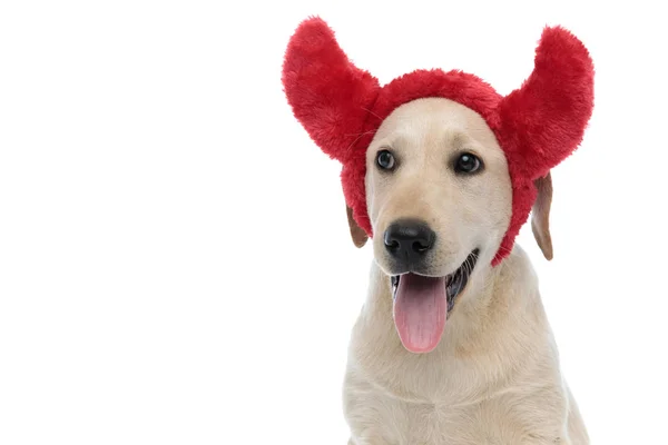 Sevimli küçük şeytan labrador retriever köpek yavrusu yan görünüyor — Stok fotoğraf