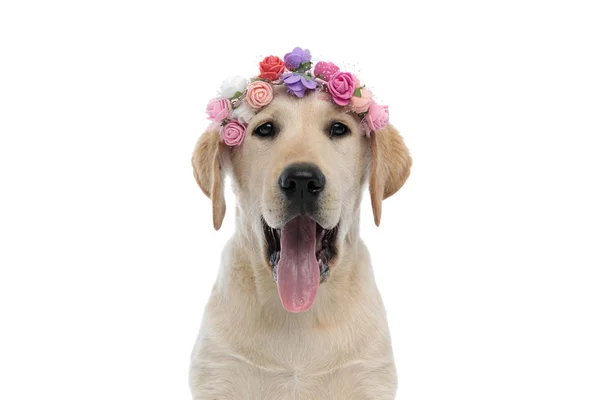 Feliz ofegante labrador retriever cachorro cão vestindo uma flor hea — Fotografia de Stock