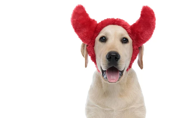 Feliz labrador retriever cachorro cachorro usando chifres do diabo para hallo — Fotografia de Stock