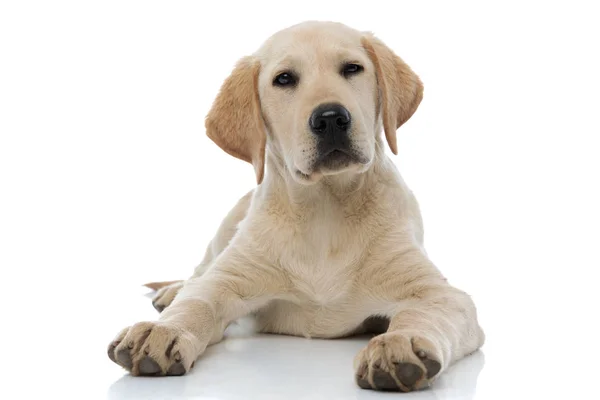 Labrador retriever cucciolo di cane sdraiato — Foto Stock