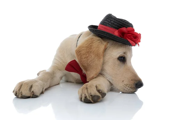 Triest schattig Labrador Retriever puppy rusten zijn hoofd op poten — Stockfoto