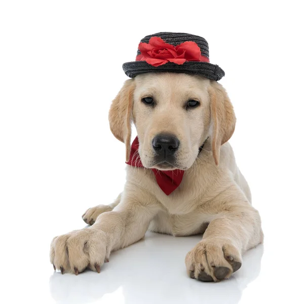 Labrador retriever köpek şapka ve papyon giyen yatarken — Stok fotoğraf