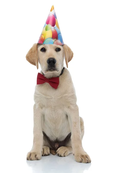 Nyfiken födelsedag Labrador Retriever ser till sidan — Stockfoto