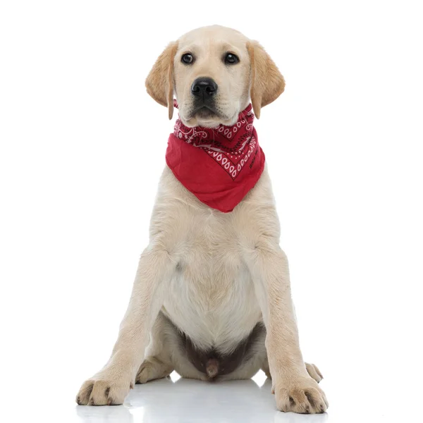 Mooie Labrador Retriever puppy dragen rode Bandana kijkt naar — Stockfoto