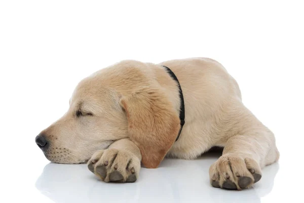 Adorable labrador retriever cachorro toma una siesta — Foto de Stock