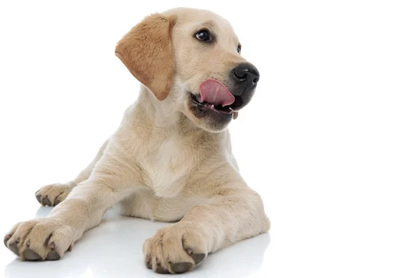 Labrador retriever cachorro lamer su nariz y se ve a un lado — Foto de Stock