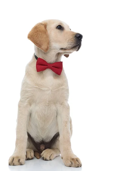 Curious little gentleman labrador retriever puppy looking to sid — Stock Photo, Image