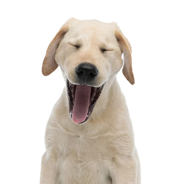 Bocejo cansado labrador retriever cachorro — Fotografia de Stock