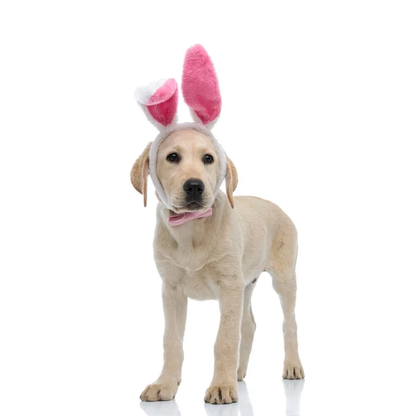 Стоящий лабрадор ретривер щенок в костюме пасхального кролика — стоковое фото