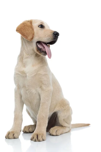 Happy little labrador retriever puppy dog panting and looking aw — Stock Photo, Image