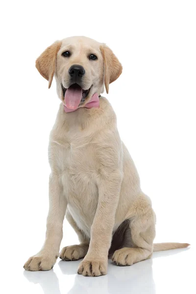 Feliz elegante labrador retriever cachorro con corbata de lazo rosa —  Fotos de Stock