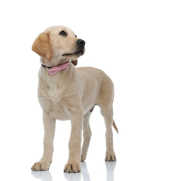 Legal labrador retriever cachorro vestindo rosa laço gravata está de pé — Fotografia de Stock