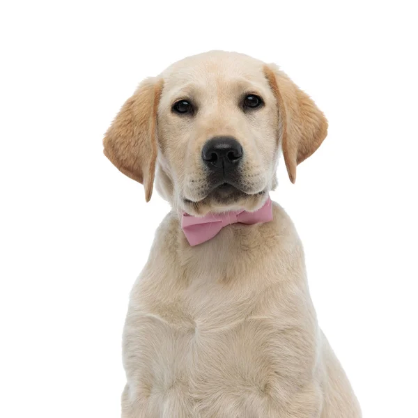 特写可爱的拉布拉多猎犬小狗穿着粉红色的蝴蝶结 — 图库照片