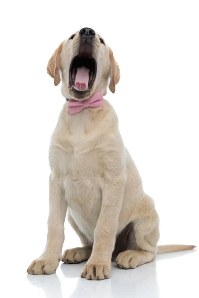 打哈欠小拉布拉多猎犬小狗穿着粉红色的蝴蝶结 — 图库照片