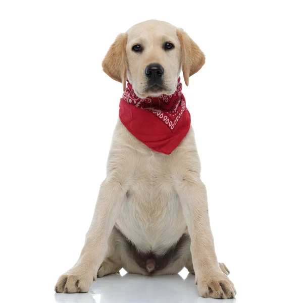 Funny labrador retriever wearing red bandana — Stock Photo, Image