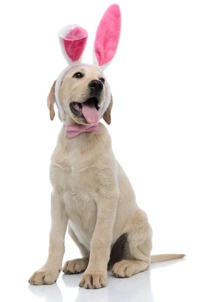 Panting labrador retriever wearing easter bunny costume looks to — Stock Photo, Image