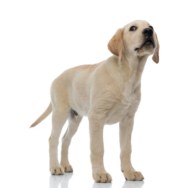 Suspicious labrador retriever puppy dog looks up — Stock Photo, Image