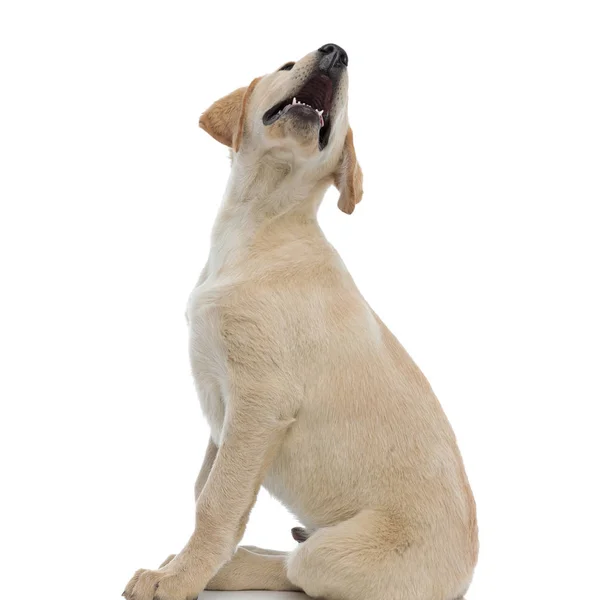 Curioso pequeño labrador retriever cachorro se sienta y mira hacia arriba —  Fotos de Stock
