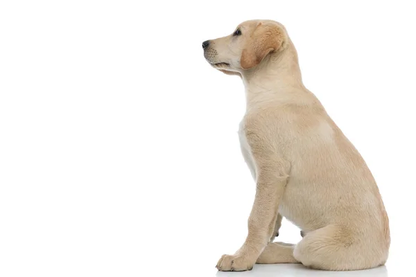 Vista lateral de um filhote de cachorro labrador retriever sentado olhando para cima — Fotografia de Stock