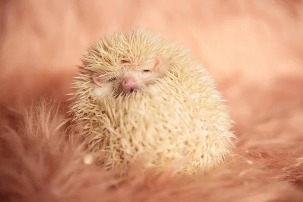 Hedgehog cuddling in its spikes — Stock Photo, Image