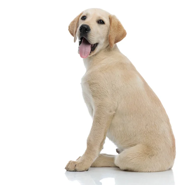 Vista lateral de un cachorro feliz labrador retriever jadeando sentado — Foto de Stock