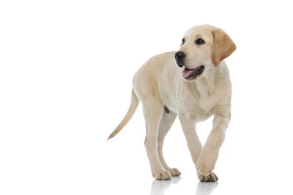Schattig Labrador Retriever puppy wandelen en hijgen — Stockfoto