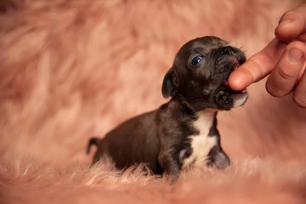 Hund bita en persons finger med munnen vidöppen — Stockfoto