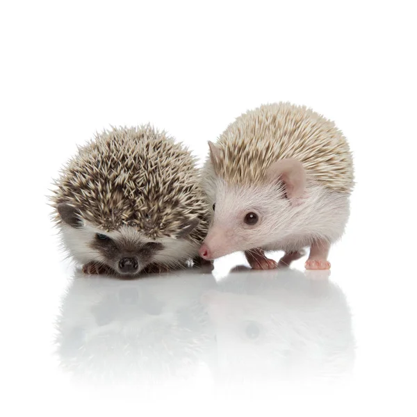 Couple of two adorable hedgehogs standing on white background — Stock Photo, Image