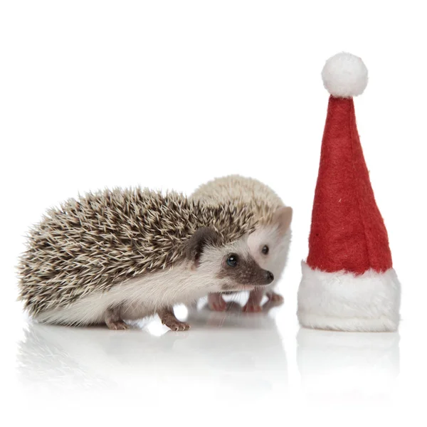 Kilka dwóch uroczych hodgehogs patrząc na świąteczny kapelusz — Zdjęcie stockowe