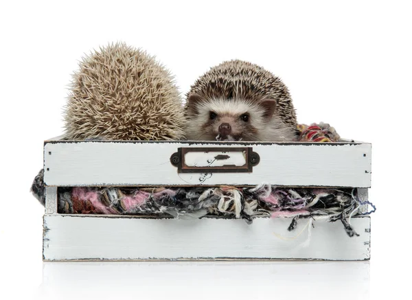 Pareja de dos erizos de pie en una caja con lana — Foto de Stock