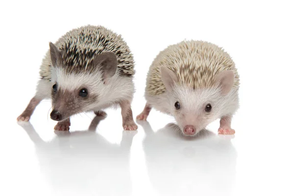 Couple of two hedgehogs walking on white background — Stock Photo, Image