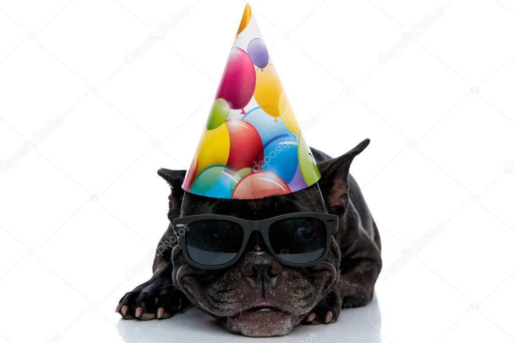 French bulldog with cap and sunglasses laying down with smirk