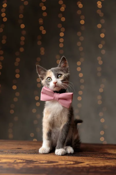 Metis kat zittend en Vooruitkijkend peinzende — Stockfoto