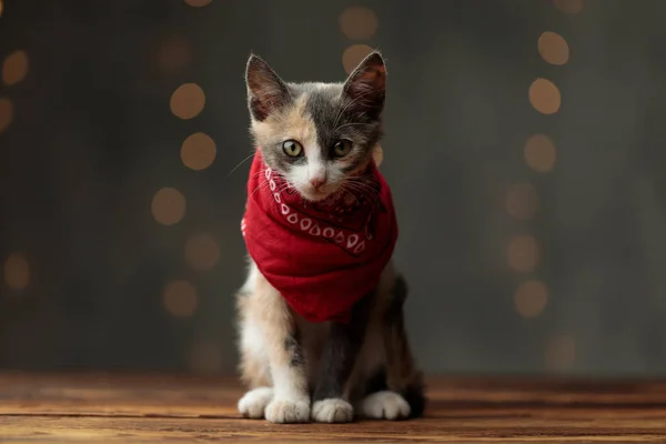 Metis gato con rojo bandana mirando hacia adelante — Foto de Stock