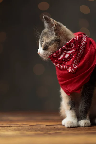 Metis Katze mit rotem Kopftuch sitzt und schaut zur Seite — Stockfoto