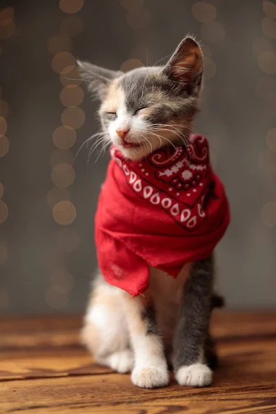 Metis Katze mit rotem Kopftuch sitzt müde — Stockfoto