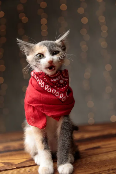 Metis Katze sitzt mit offenem Maul — Stockfoto