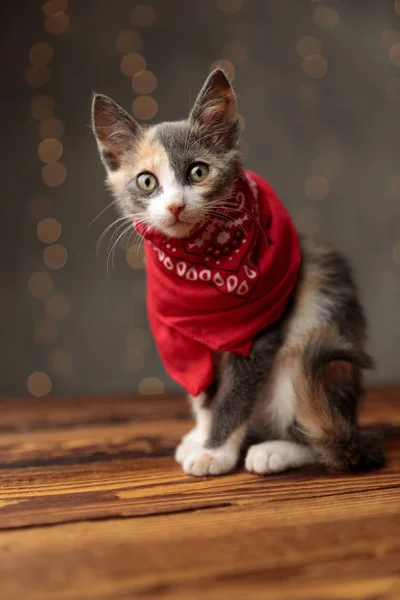 Metis gato sentado y mirando hacia adelante con grandes ojos —  Fotos de Stock