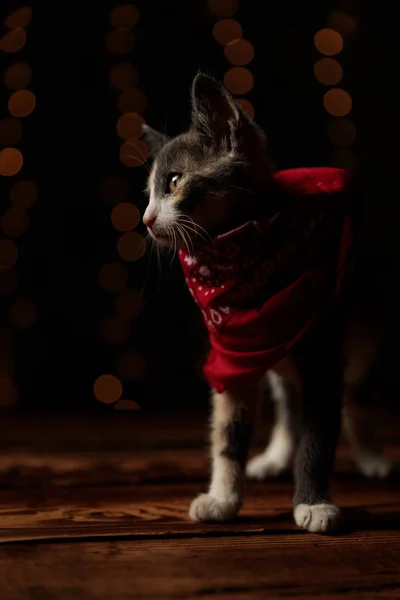 Metis cat standing and looking sideways in the dark — Stock Photo, Image