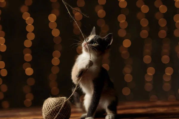 Métis chat tirant une boule de fil — Photo
