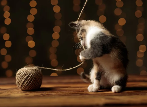 Метіс кіт тягне м'яч нитки вбік — стокове фото