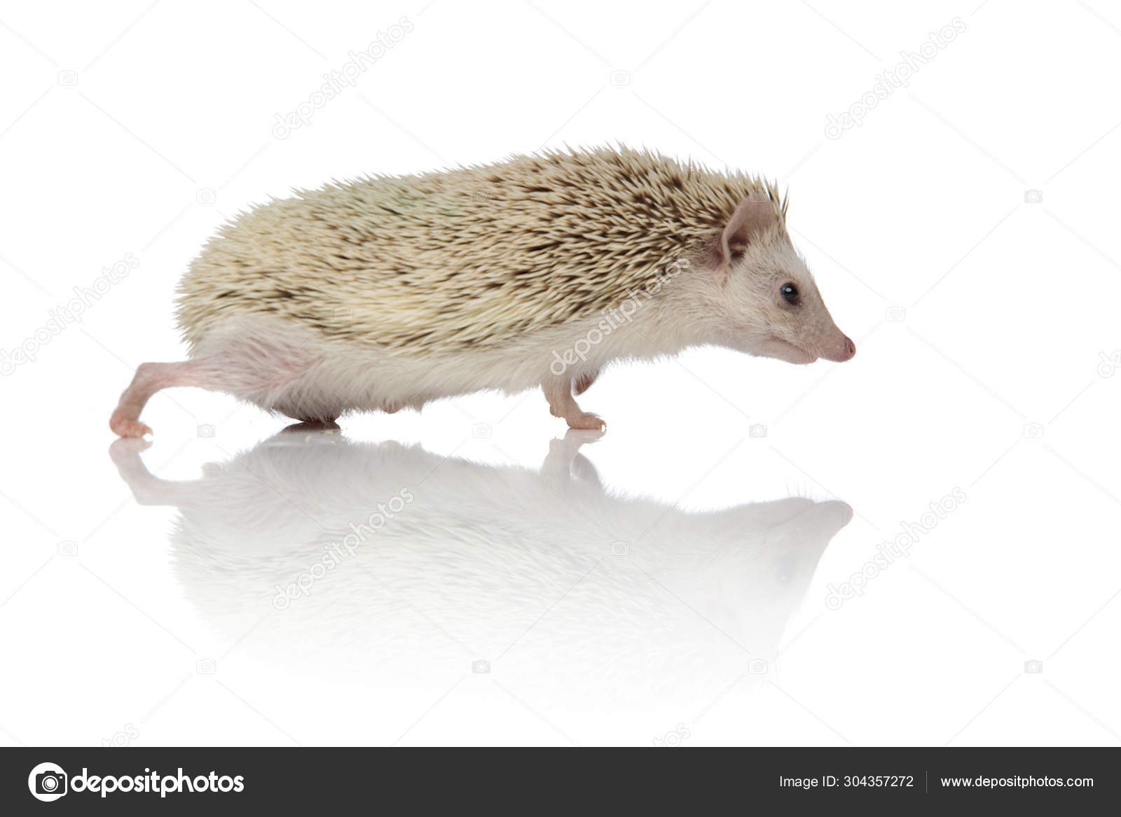 Estúdio Hedgehog Brasil