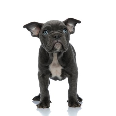 sevimli amerikan kabadayı ayakta ve yukarı bakıyor 