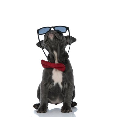 güneş gözlüğü ve papyon giyen sevimli amerikan kabadayı 