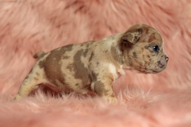  köpek etrafında yürüyüş ve düz ileriye bakıyor