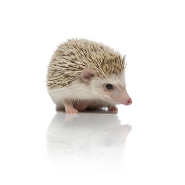 stüdyoda beyaz arka plan üzerinde oturan sevimli hodgehog