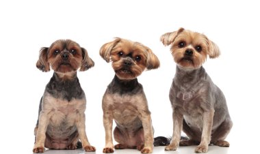 beyaz arka plan üzerinde sırada oturan sevimli yorkshire terrier